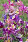 USA, Oregon. Garden in full bloom with colorful columbine Art Print